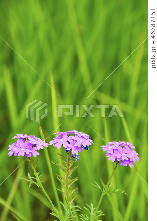 ピンクのビジョザクラ 46787151