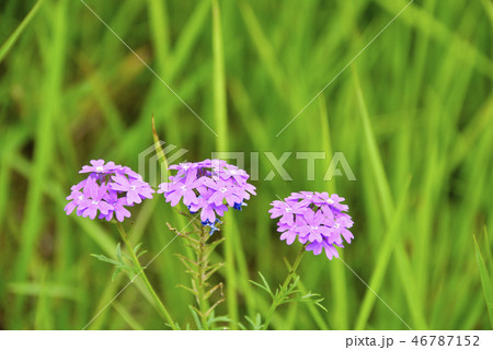 ヒメビジョザクラ 46787152