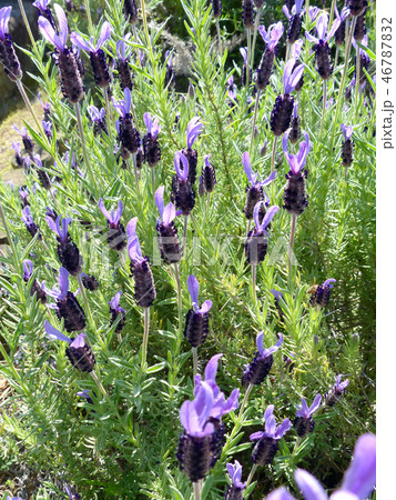 フレンチラベンダー 46787832