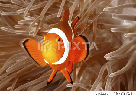 Clown Anemonefish, Amphiprion percula 46788713
