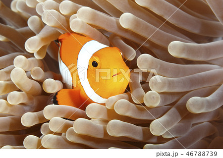 Clown Anemonefish, Amphiprion percula Clown Anemonefish, Amphiprion percula 46788739