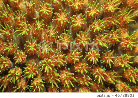 Green and Brown Hard Coral Polyps 46788903