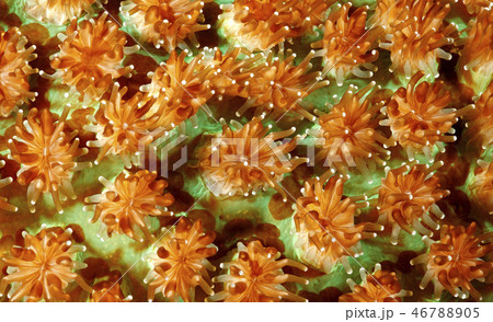 Hard Coral Polyps 46788905