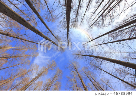 虹がかかったメタセコイアの森 水元公園 虹がかかったメタセコイアの森 水元公園 46788994
