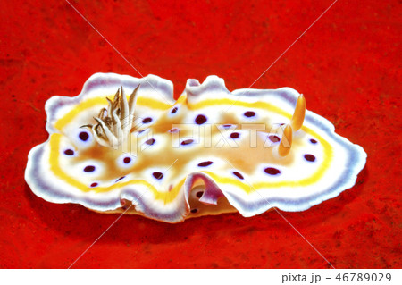 Nudibranch, Goniobranchus geminus, on a Red Sponge Nudibranch, Goniobranchus geminus, on a Red Sponge 46789029