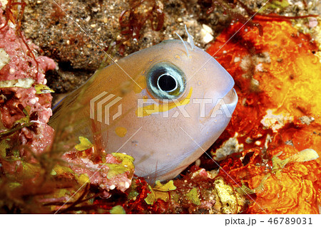 Midas Blenny, Ecsenius midas 46789031