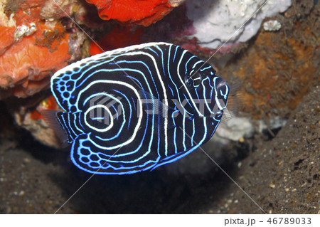 Emperor Angelfish, Pomacanthus imperator, juvenile 46789033