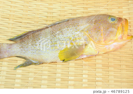 キハタ キハタ 46789125