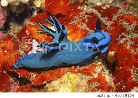 Nudibranch, Tambja morosa Nudibranch, Tambja morosa 46789154
