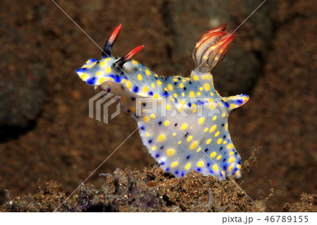 Nudibranch, Hypselodoris roo 46789155