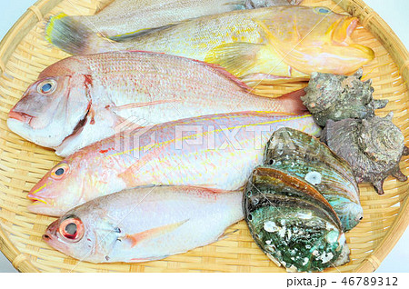 浜田市の魚 浜田市の魚 46789312