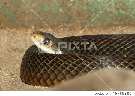 Taipan Taipan 46789380