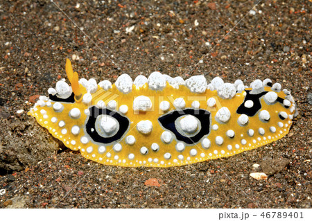 Nudibranch, Phyllidia ocellata 46789401
