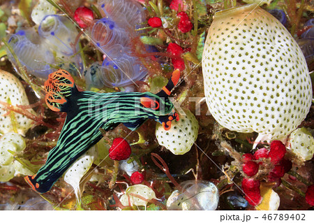 Nudibranch eating Ascidians 46789402