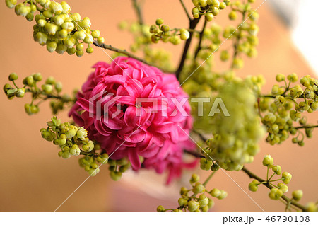 ヒヤシンス 生け花 切り花 切花 ヒヤシンス 生け花 切り花 切花 46790108