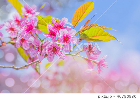 Wild Himalayan Cherry, Cherry flower, Sakura of T Wild Himalayan Cherry, Cherry flower, Sakura of T 46790930