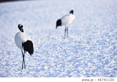 羽繕いをするタンチョウ(北海道・鶴居) 羽繕いをするタンチョウ(北海道・鶴居) 46791130
