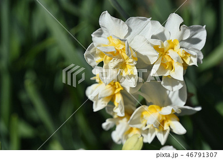 八重咲きニホンスイセン 46791307