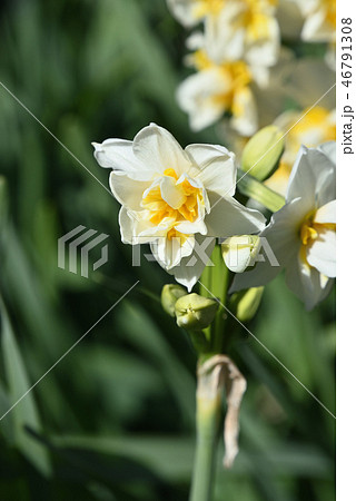 八重咲きニホンスイセン 46791308