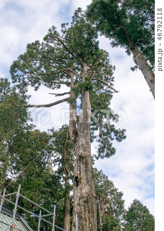 山梨県 身延山久遠寺(みのぶさんくおんじ) 奥ノ院横の日蓮聖人が植えた4本の杉 山梨県 身延山久遠寺(みのぶさんくおんじ) 奥ノ院横の日蓮聖人が植えた4本の杉 46792118