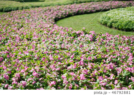 お花、花壇、花畑(flower field, flowerbed) お花、花壇、花畑(flower field, flowerbed) 46792881
