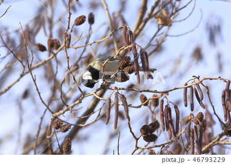 ハンノキの実を食べるシジュウカラの写真素材