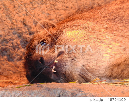 牙が凄い 46794109