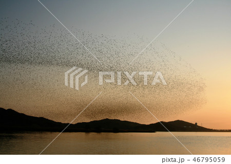 新しい 渡り鳥 トモエガモ 46795059