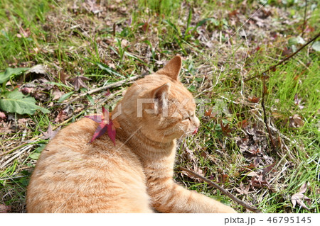 猫・野良猫・茶トラ・オス・もみじ・紅葉・落ち葉 46795145