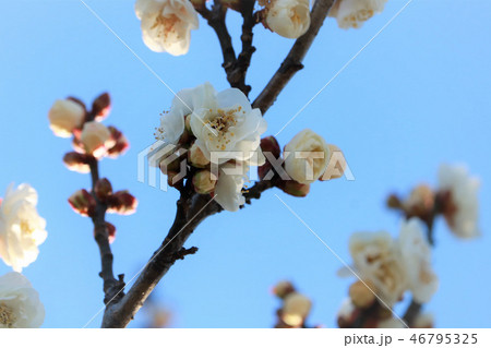 梅の開花 46795325