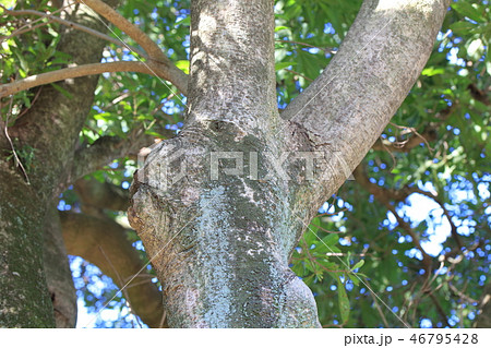 ヤマモモ　・山桃（ヤマモモ科 ）木肌・木膚・木のはだ・外皮・樹皮 46795428