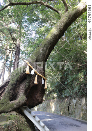 笠森寺の子授楠(長南町) 46796661