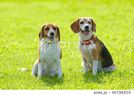 ビーグル ビーグル 46796859