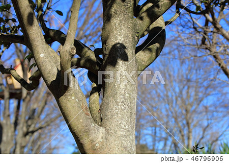 ヤブツバキ・藪椿(ツバキ科 )木肌・木膚・木のはだ・外皮・樹皮 ヤブツバキ・藪椿(ツバキ科 )木肌・木膚・木のはだ・外皮・樹皮 46796906