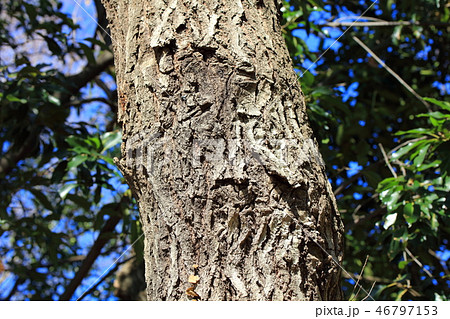 コナラ 小楢 ブナ科コナラ属 木肌 木膚 木のはだ 外皮 樹皮の写真素材