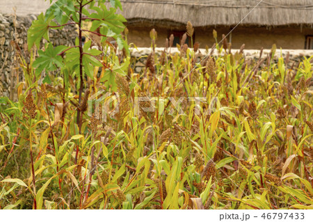 全羅南道 植物 丸屋 46797433