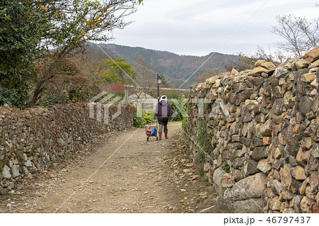 全羅南道 植物 丸屋 46797437