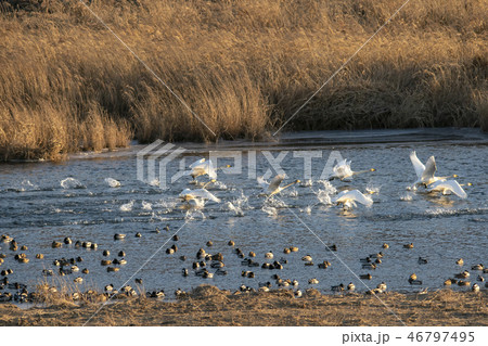 白鳥 鳥 漢灘江 46797495