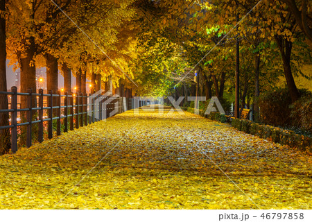 Autumn of Nami island in Seoul ,South Korea Autumn of Nami island in Seoul ,South Korea 46797858