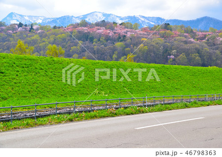 春　富良野　朝日ヶ丘公園 46798363