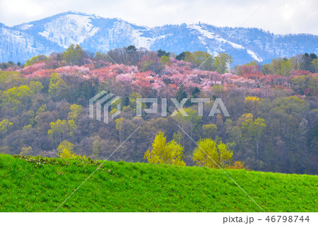 春　富良野　朝日ヶ丘公園 46798744
