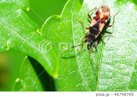 チャモンナガカメムシ 46798769