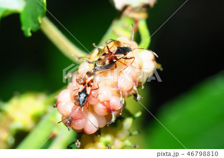 チャモンナガカメムシ（交尾）とクワの実 46798810