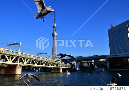 東京スカイツリーとゆりかもめ 46798871