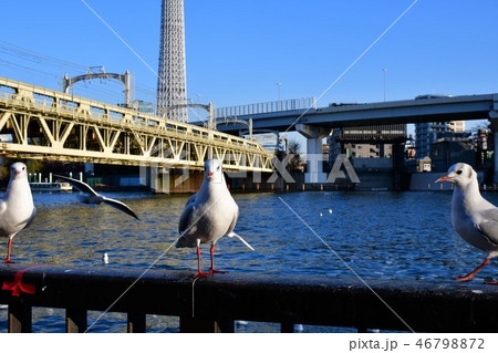 東京スカイツリーとゆりかもめ 46798872