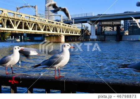 東京スカイツリーとゆりかもめ 46798873