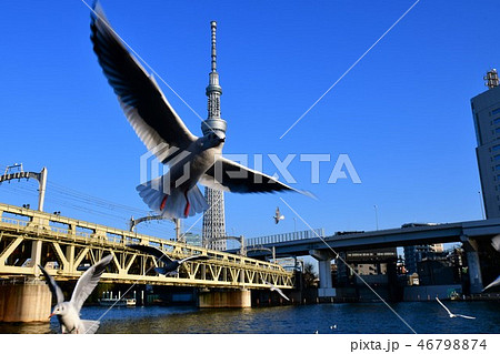 東京スカイツリーとゆりかもめ 46798874