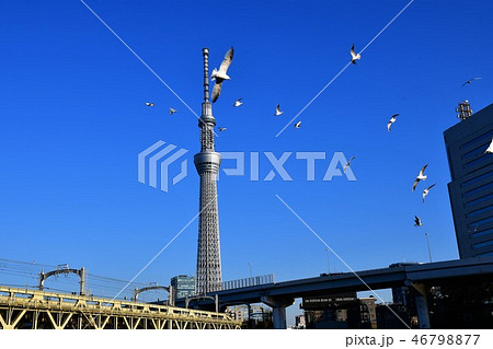 東京スカイツリーとゆりかもめ 46798877