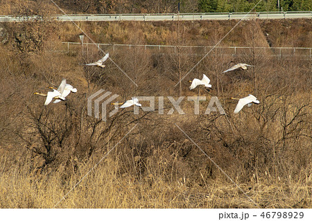 白鳥 陜川郡 慶南 46798929