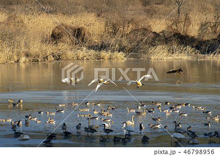 白鳥 陜川郡 慶南 46798956